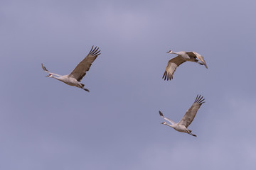Flight of Sandhill Cranes Against a Cloud