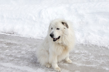 Horizontal shot of huge Pyrenean Mountain Dog sitting unleashed on icy street with forlorn expression