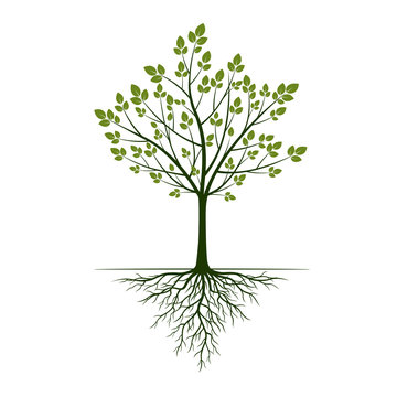 Green Tree with roots on white background. Vector Illustration.