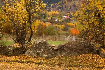 Autumn forest nature. Vivid morning in colorful forest with sun rays through branches of trees. Scenery of nature with sunlight.savsat/artvin/turkey