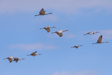 Flock of Sandhill Cranes Flying in a Blue Puffy Cloud Sky