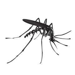 illustration of Aedes aegypti mosquito,