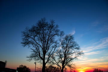Fototapeta na wymiar Tree On Sunset