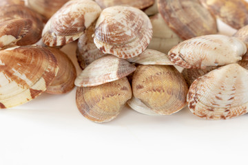アサリの貝殻