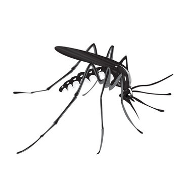 Illustration Of Aedes Aegypti Mosquito,