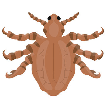 Illustration of a Crab louse or pubic louse insect