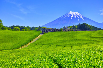 静岡県富士市からの茶畑と富士山 Wall Mural Wallpaper Murals 7maru 静岡県富士市からの茶畑と富士山 Wall Mural Wallpaper Murals 7maru