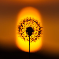 タンポポの綿毛と夕日