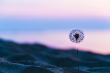 砂浜のタンポポ