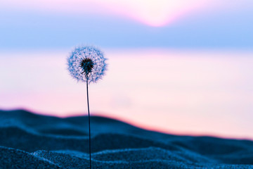 砂浜のタンポポ