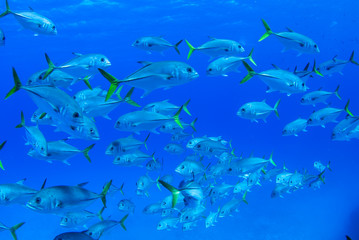 Fototapeta na wymiar A school of fish swimming in the sea. These are jacks and are found in warm tropical water, usually in big groups. The silver fish are serene in their motion and all seem to think with one mind