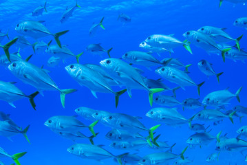 A school of fish swimming in the sea. These are jacks and are found in warm tropical water, usually in big groups. The silver fish are serene in their motion and all seem to think with one mind