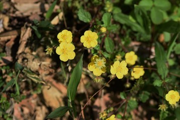 Potentilla anemonifolia flowers