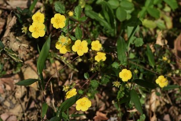 Potentilla anemonifolia flowers