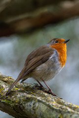 European robin (Erithacus rubecula)