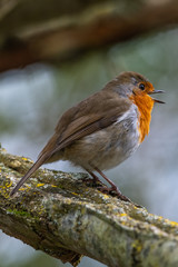 Fototapeta premium European robin (Erithacus rubecula)