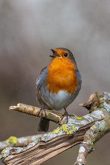 European robin (Erithacus rubecula)