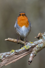 European robin (Erithacus rubecula)