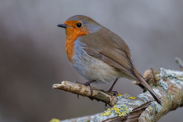 European robin (Erithacus rubecula)
