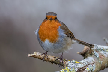 European robin (Erithacus rubecula)