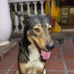 beautiful dog portrait