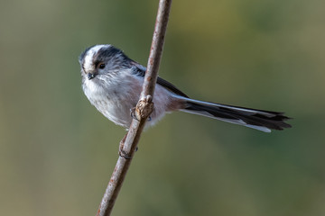 Long-tailed tit (Aegithalos caudatus)