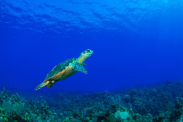 Fototapeta na wymiar A hawksbill turtle casually hanging out on a tropical reef in the Caribbean Sea. This cool little creature is part of a complex ecosystem that thrives on this pristine reef in the perfectly warm water
