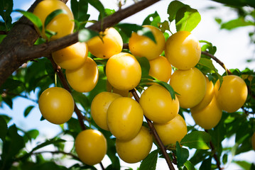 Fruits of cherry-plum on tree.