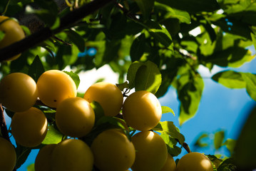 Fruits of cherry-plum on tree.