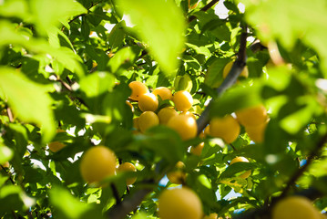 Fruits of cherry-plum on tree.