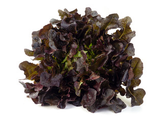 red oak lettuce on white background.