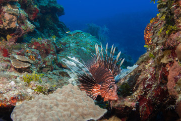 Naklejka na ściany i meble Invasive red lionfish on the reef s of Grand Cayman in the Caribbean. These predators are destroying the ecosystem by over populating the reef and eating indigenous fish stocks