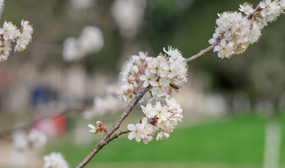 The Cherry Blossom tree at the Wuhan city, Hubei China.