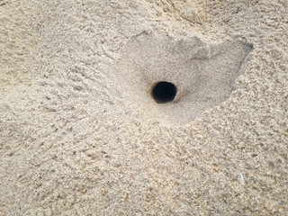 Fototapeta na wymiar Crab hole on the sand of Pernambuco, Brazil 2019.