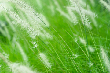 white grass flower on summer green nature background