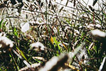 Grass in the field at dawn.