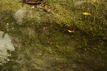 Green moss texture and background. 