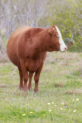 Farming Ranch Angus and Hereford Cattle