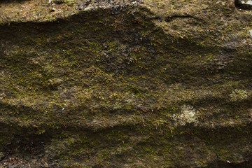 Green moss texture and background. 