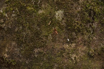 Green moss texture and background. 