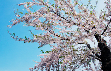 満開のソメイヨシノ