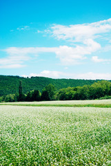 Obraz premium 蕎麦の花