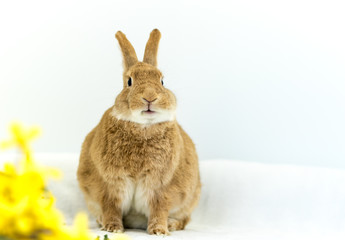 Cute and funny Easter Bunny rabbit on simple soft background for Spring