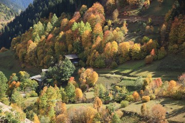 Autumn forest nature. Vivid morning in colorful forest with sun rays through branches of trees.savsat/artvin/turkey
