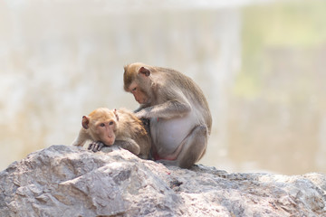 Monkey family (Crab-eating macaque) in Thailand 