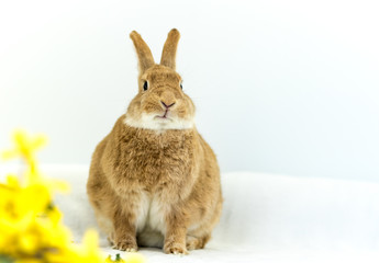 Cute and funny Easter Bunny rabbit on simple soft background for Spring