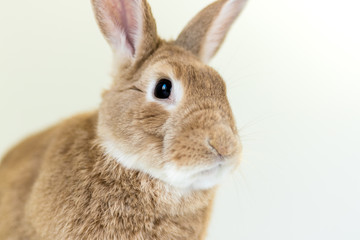Cute and funny Easter Bunny rabbit on simple soft background for Spring