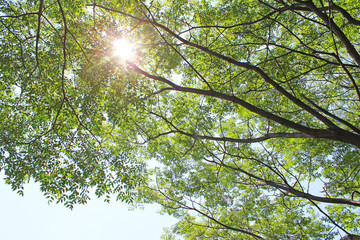 日差し　新緑