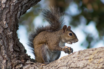 Naklejka na ściany i meble Eastern Gray Squirrel framed inside of a crisply focused branch of a large oak tree with a background of blurry oak leaves while gnawing on a peanut shell in the early morning in Cocoa Beach, Florida