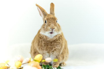 Cute and funny Easter Bunny rabbit on simple soft background for Spring